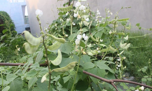 Thận trọng khi ăn loại rau mùa hè sẵn độc tính cao