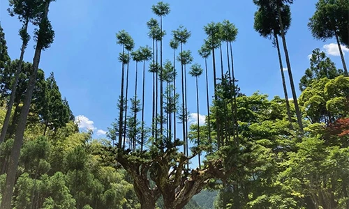 Kỹ thuật đỉnh cao của người Nhật: Lấy gỗ không cần chặt hạ cây?