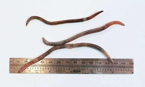 Giải mã bất ngờ loài "giun điên” kì lạ xâm chiếm nước Mỹ 