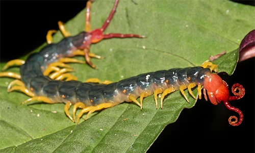 10 sự thật thú vị về loài rết, ai nghe cũng kinh ngạc