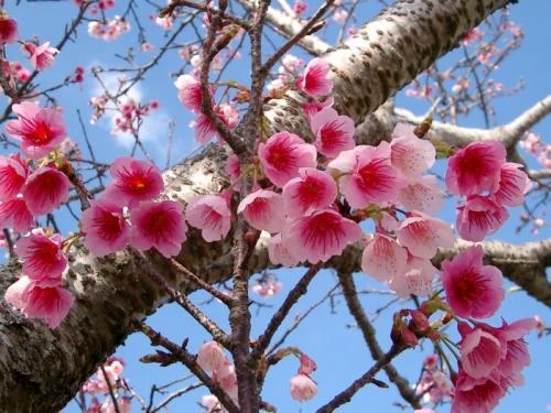 8 món ăn độc đáo từ hoa anh đào