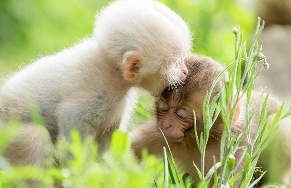 Dự đoán ngày mới 07/09/2018 cho 12 con giáp