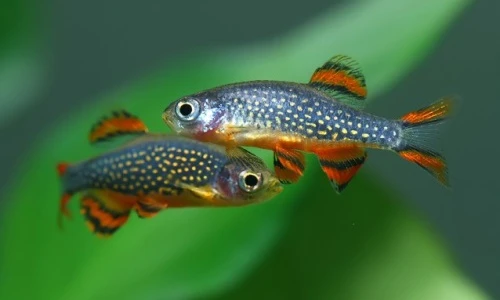 Loài cá đẹp chói lóa, mệnh danh “cá ngọc trai thiên đường”