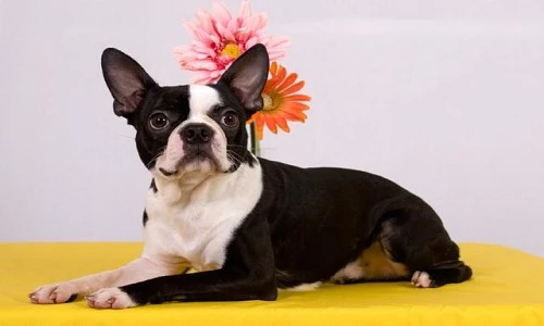 Khám phá vui nhộn về loài chó sục Boston