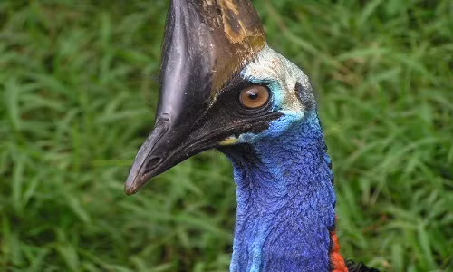 Đà điểu đầu mào: Đẹp nhưng nguy hiểm nhất hành tinh 