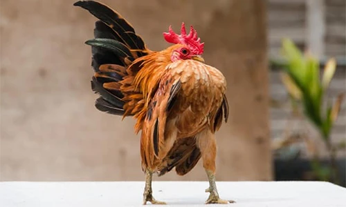 Cận cảnh loài gà bé hạt tiêu thân hình như lực sĩ, giá cắt cổ