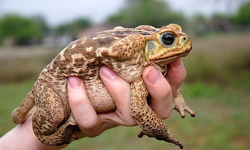 Điều bất ngờ ít ai biết về loài cóc mía cực độc