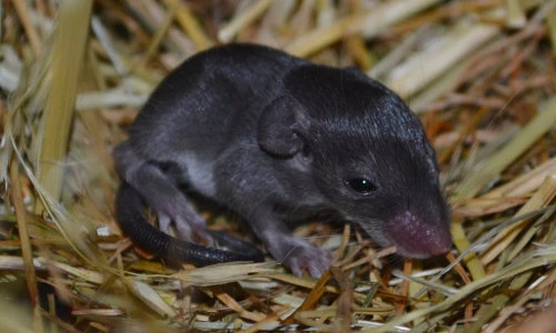 Loài chuột kỳ lạ hay "thí" luôn da cho kẻ săn mồi