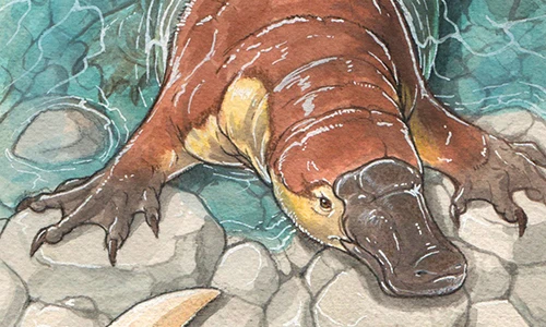 Phát hiện cổ đại của thú mỏ vịt, "tung hoành" 70 triệu năm trước