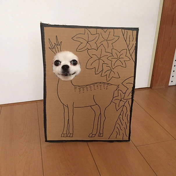 Phát sốt với màn cosplay có 1-0-2 của chú chó Chihuahua Mametaro