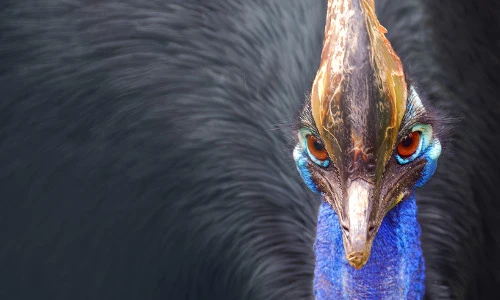 Nhận diện loài chim sát thủ có thể moi bụng giết người