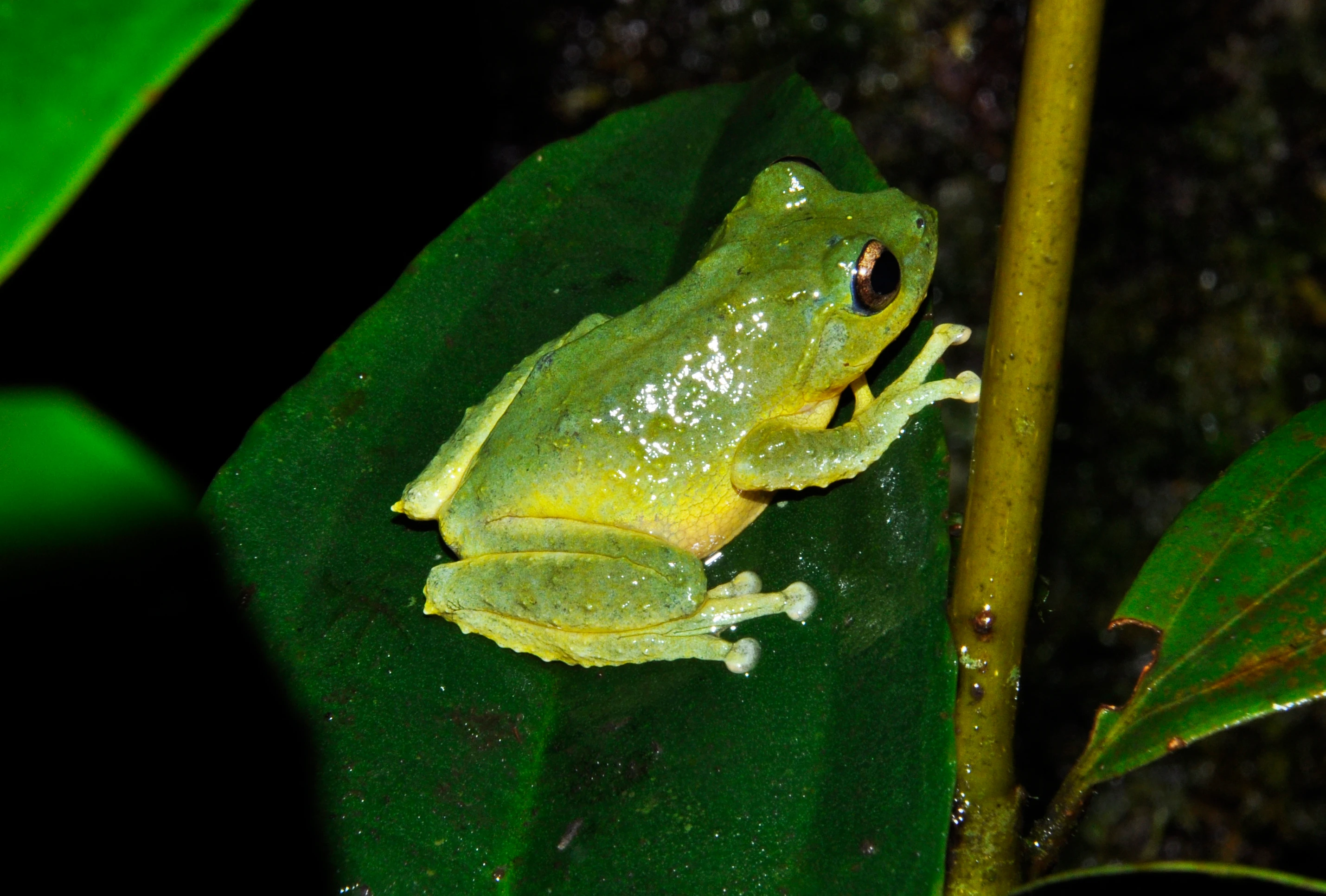 Không ngờ thịt nhái lại là thứ tiên dược chữa bách bệnh