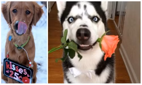 Khi những chú chó cảnh tỏ tình thay chủ ngày Valentine