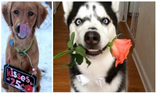 Khi những chú chó cảnh tỏ tình thay chủ ngày Valentine