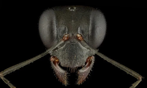 Chùm ảnh gương mặt "quái vật mini" khiến con người mất ăn mất ngủ