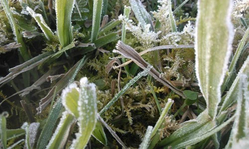 Những điều bất ngờ về hiện tượng sương muối ở Việt Nam