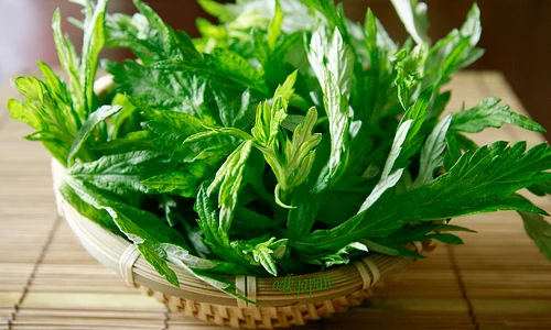 Sự thật thú vị về cây ngải cứu