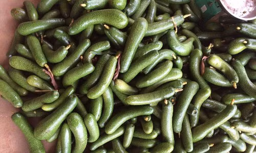 Khám phá bất ngờ về bơ không hạt “siêu phẩm” có ở VN