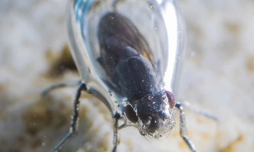 Sự thật về loài ruồi có thể sống dưới nước có kiềm cao