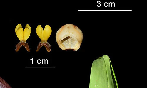 Bất ngờ tìm thấy ba loài lan mới ở Ecuador: Toàn loài quý hiếm!