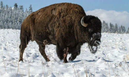 Những sự thật thú vị về bò rừng gây kinh ngạc