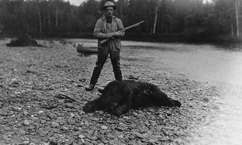 Rùng mình xem gấu bị săn bắn một cách tàn độc