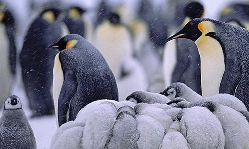 Khám phá đời sống băng giá nhà chim cánh cụt