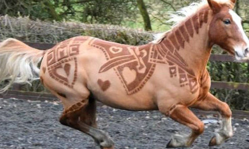 Kỳ lạ những bộ lông ngựa nghệ thuật tuyệt mỹ