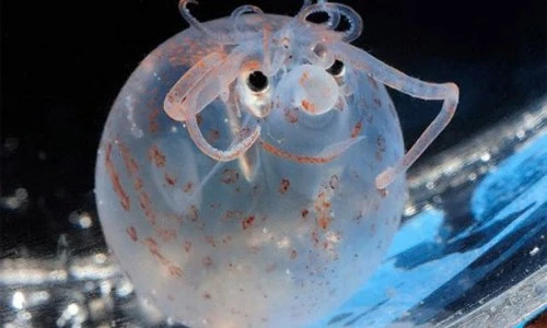 Loài mực lạ thân hình tròn vo, không nghĩ có trên trái đất