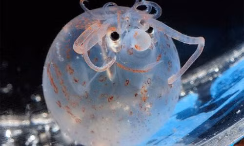Loài mực lạ thân hình tròn vo, không nghĩ có trên trái đất