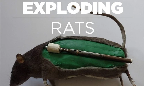 Rùng mình cảnh các loài động vật bị vũ khí hóa