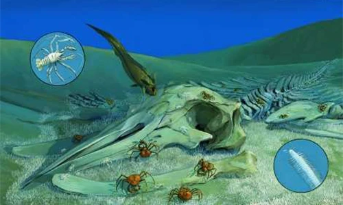 Xác cá voi chìm dưới đáy biển, bất ngờ “hồi sinh” đầy ảo diệu