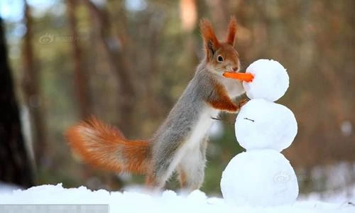 Kỳ lạ chú sóc chơi đắp người tuyết