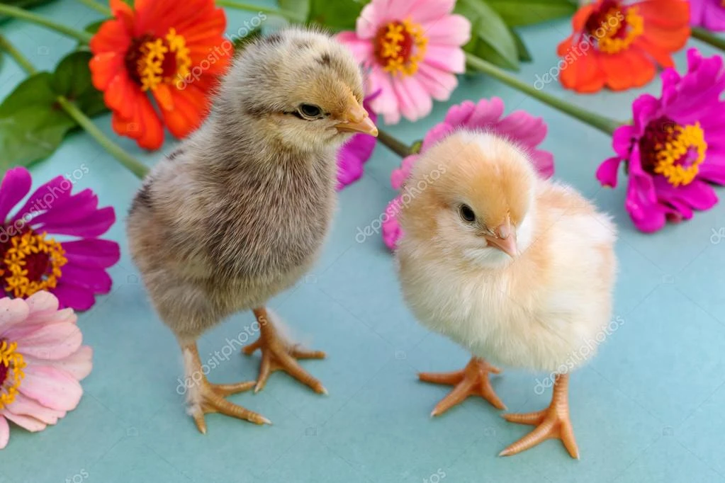 Dự đoán ngày mới 17/7/2020 cho 12 con giáp