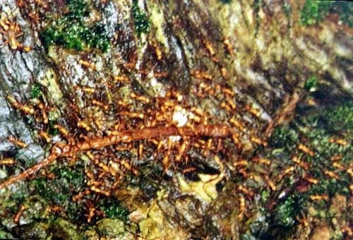 Kinh hoàng với những đàn côn trùng nguy hiểm nhất thế giới