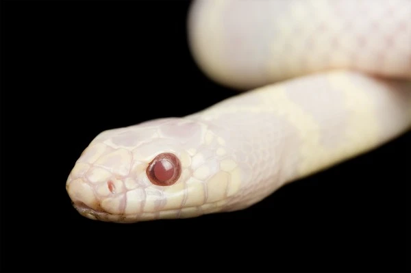 Cuộc xâm lược của rắn vua bạch tạng và các loài khác