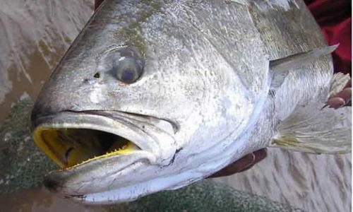 Khám phá cực sốc về cá sủ vàng