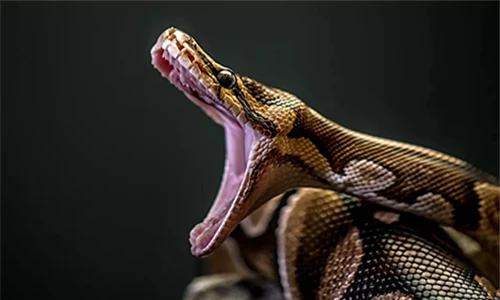 Top loài rắn có kích thước “khủng” nhất hành tinh: Có loài như... khủng long