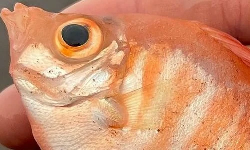 Đi dạo, giật mình thấy cá biển sâu hiếm gặp "lạc trôi" vào bờ biển 