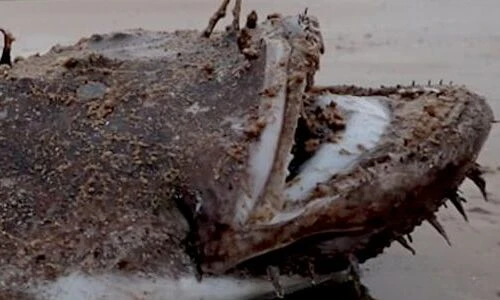 Thứ kỳ quái lạc trôi vào bãi biển: Sinh vật ngoài hành tinh?