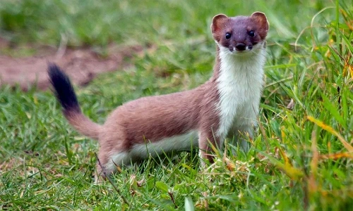 "Choáng" động vật nhỏ tí, đáng yêu, lại có lực cắn mạnh nhất TG