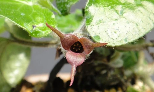 Sự thật "choáng" cây biến hóa quý hiếm của Việt Nam