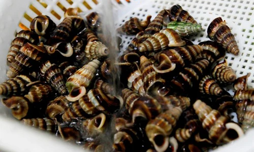 Những khám phá "đặc biệt" về ốc len đặc sản Cà Mau