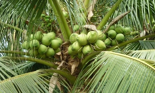Choáng với những điều bất ngờ về cây dừa xiêm 