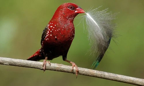 Khám phá loài chim có màu đỏ rực như máu ở Việt Nam