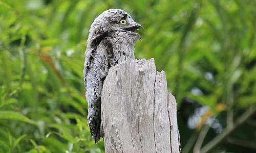 Khâm phục loài chim mệnh danh “bậc thầy ngụy trang”