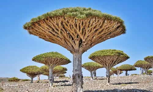 Chiêm ngưỡng những loài cây độc nhất vô nhị ở sa mạc