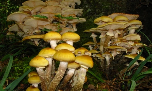 Khám phá sửng sốt về loài nấm khổng lồ nặng hàng trăm tấn