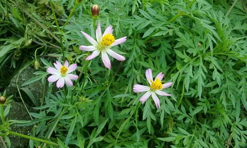 Khám phá rau nhái, từ cây mọc dại thành đặc sản Việt Nam