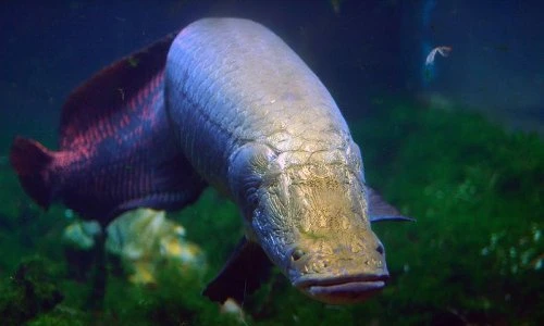 Lạ: Loài cá khổng lồ, đặc biệt biết mừng rỡ khi gặp chủ